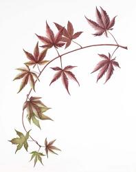 Japanese Maple | Obraz na stenu