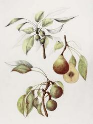 Pine Street Pears | Obraz na stenu