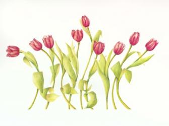 Nine Tulips Twirling | Obraz na stenu