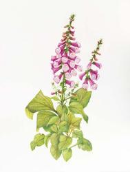 Candy Mountain Foxglove | Obraz na stenu