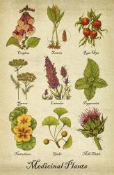 Medicinal Plants | Obraz na stenu