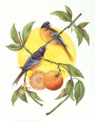 Oranges and Orioles | Obraz na stenu