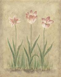 Blooming Tulips I | Obraz na stenu