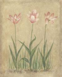 Blooming Tulips II | Obraz na stenu