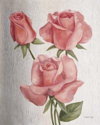 American Classic Rose | Obraz na stenu