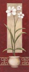 White Flowers In Pot 2 | Obraz na stenu