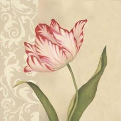 Cream Tulip | Obraz na stenu