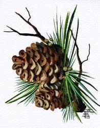 Pine Cone | Obraz na stenu