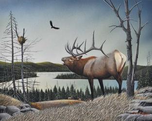 Bugling Elk | Obraz na stenu