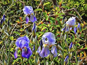 Bearded Iris in the Sunshine | Obraz na stenu