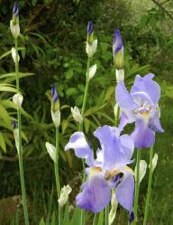 Blue Irises | Obraz na stenu