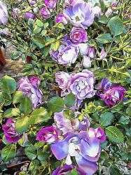Climbing Lilac Rose | Obraz na stenu