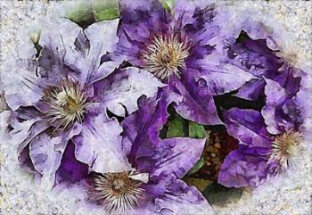 Dreams of Lilac Clematis | Obraz na stenu