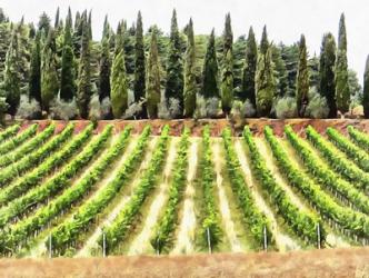 Cypresses and A Vineyard In Umbria | Obraz na stenu