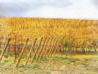 Grape Vines In Autumn | Obraz na stenu