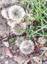 Common Salsify Made Beautiful By Nature | Obraz na stenu