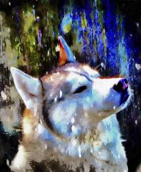 Husky Enjoying the Snow | Obraz na stenu