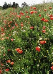 Poppies in the Landscape | Obraz na stenu