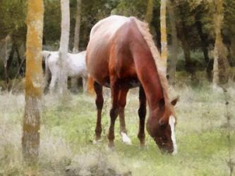 Chestnut Mare Grazing | Obraz na stenu