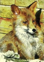 Portrait of an Urban Fox | Obraz na stenu