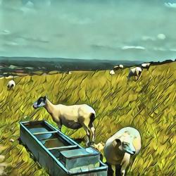 Sheep at Water Trough | Obraz na stenu