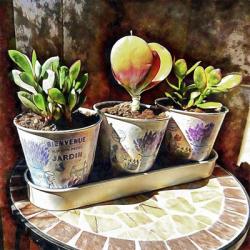 Succulents In A Group of Three | Obraz na stenu