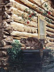 Raccoons, Cabin | Obraz na stenu