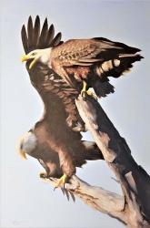 Eagles | Obraz na stenu