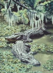 Alligators | Obraz na stenu