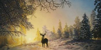 White Tailed Deer With Sun Setting In Backround | Obraz na stenu