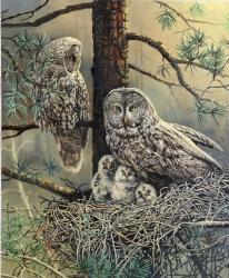 Great Gray Owl  Family | Obraz na stenu