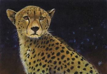 Cheetah | Obraz na stenu