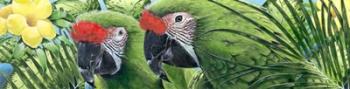 Military Macaws | Obraz na stenu