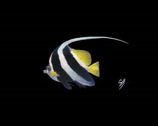 Bannerfish | Obraz na stenu