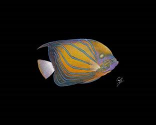 Blue Ring Angelfish | Obraz na stenu