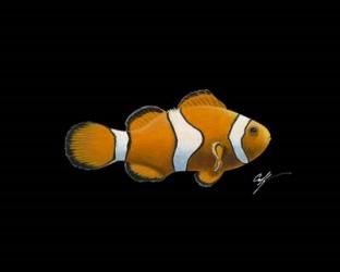 Clown Fish | Obraz na stenu