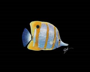 Copperband Butterfly | Obraz na stenu