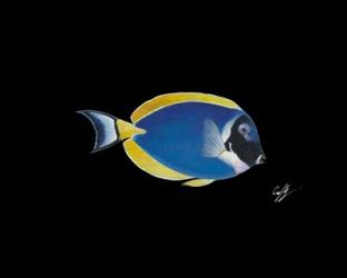 Powder Blue Tang | Obraz na stenu