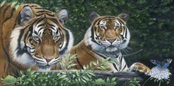 Sumatran Tigers | Obraz na stenu