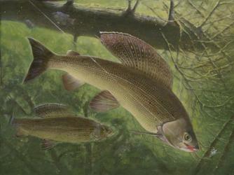 Grayling Fish | Obraz na stenu