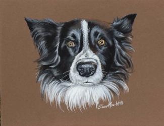 Gunner Border Collie | Obraz na stenu