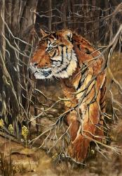 Intense Tiger | Obraz na stenu