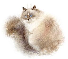 Fluffy Siberian | Obraz na stenu