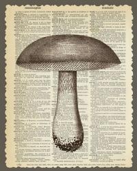 Mushroom | Obraz na stenu