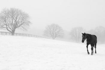 Walking In Fog | Obraz na stenu