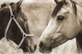 Horse Pair | Obraz na stenu