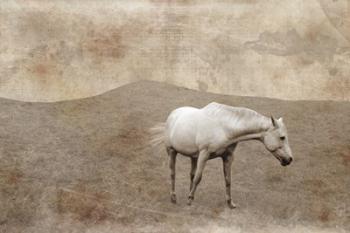 White Horse Vintage | Obraz na stenu