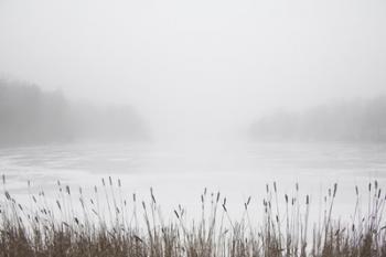 Foggy Reeds | Obraz na stenu