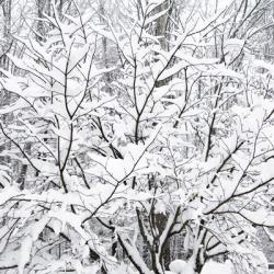 Snow Filled Branches | Obraz na stenu
