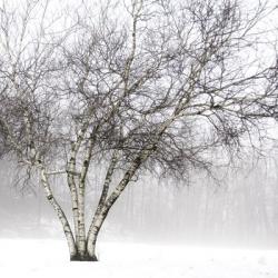 Winter Birch | Obraz na stenu